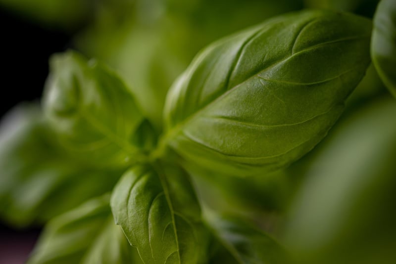 Kitchen Herb Garden