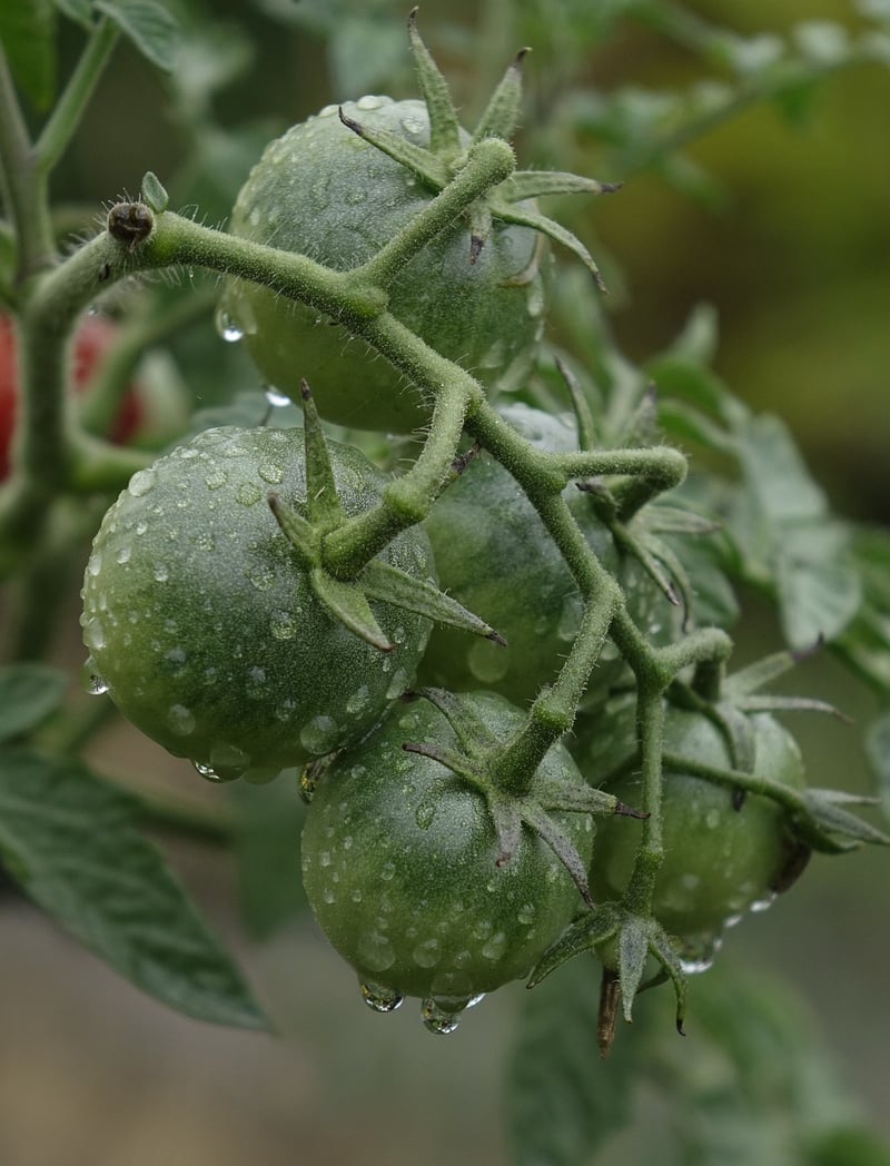 Tomatoes